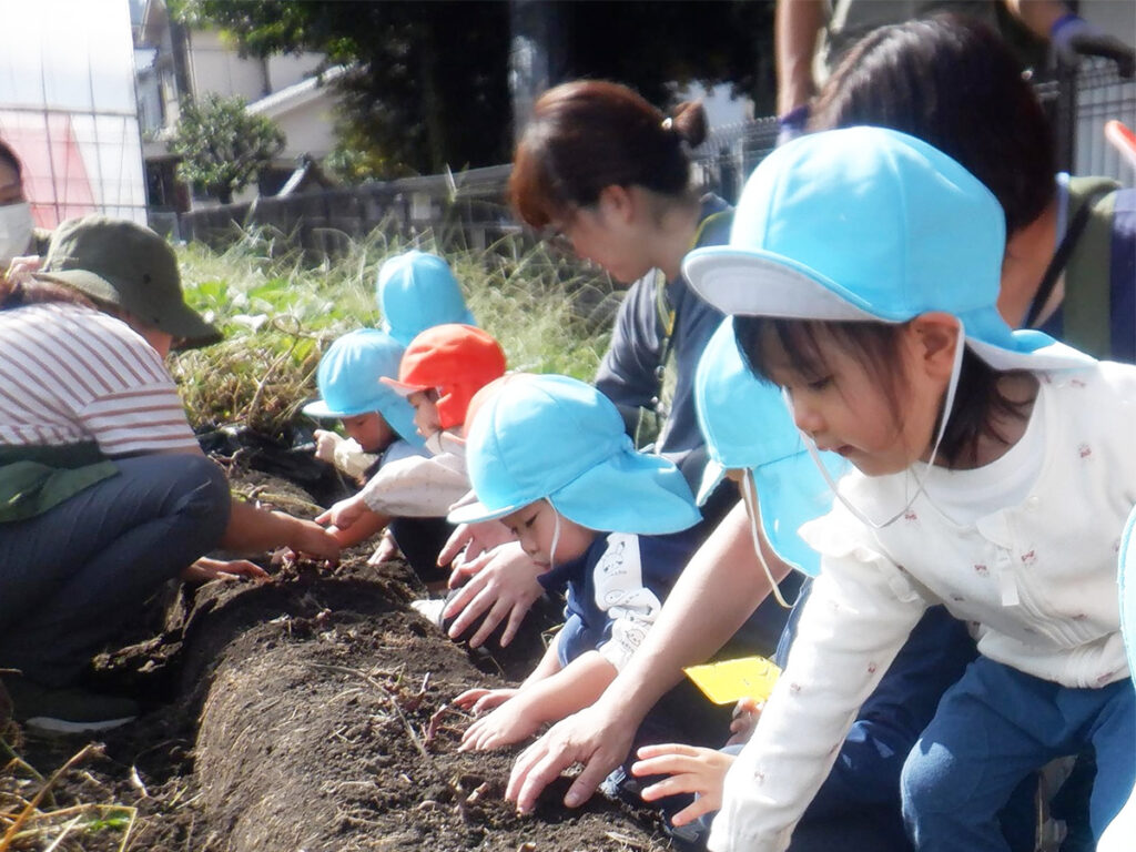みんなでさつまいも掘り